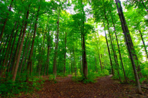 Forêt